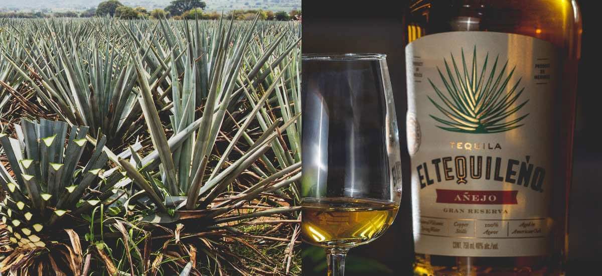 From Pina to Palate: The Tequila Journey