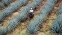 Tequila is an important part of the history of mexico